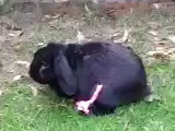 Bunny Accidentally Kills Partner